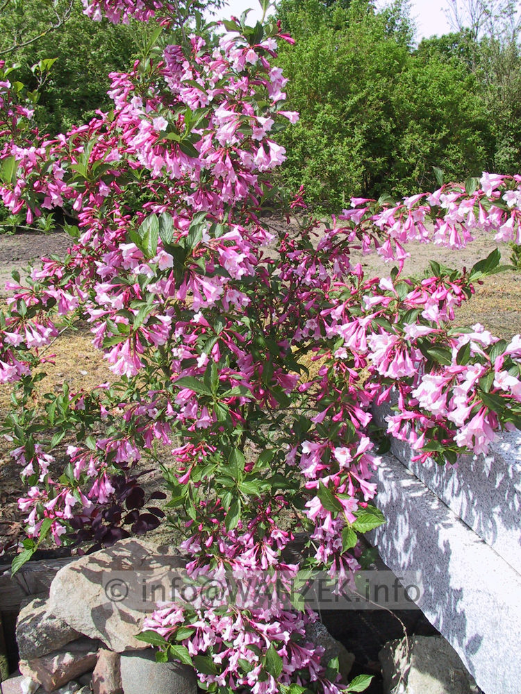 Weigela florida 02.JPG